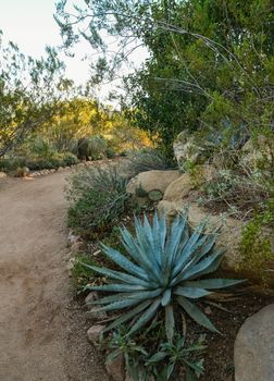 A group of succulent plants Agave and Opuntia cacti in the botanical garden of Phoenix, Arizona, USA
