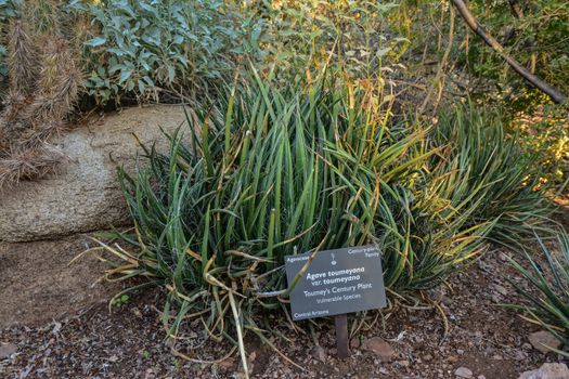 USA, PHENIX, ARIZONA- NOVEMBER 17, 2019:   Agave Succulents Group at Phoenix Botanic Garden, Arizona