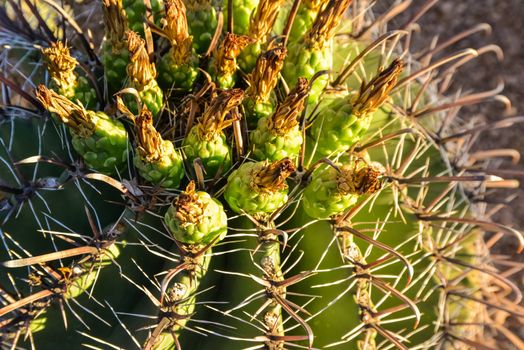 Yellow fruits with seeds on top of a large cactus Ferocactus. Arizona, USA