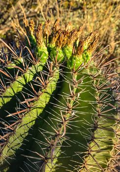 Yellow fruits with seeds on top of a large cactus Ferocactus. Arizona, USA