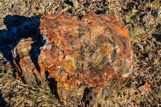 The trunks of petrified trees, multi-colored crystals of minerals. Petrified Forest National Park, Arizona