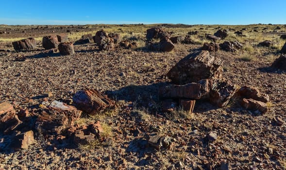 The trunks of petrified trees, multi-colored crystals of minerals. Petrified Forest National Park, Arizona