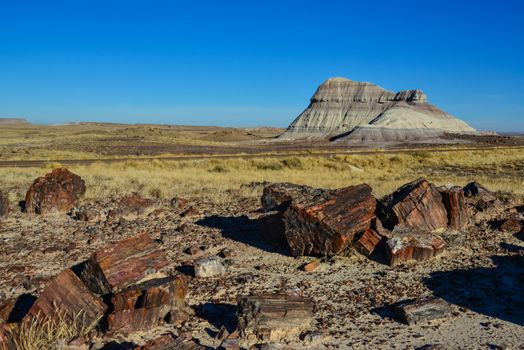 The trunks of petrified trees, multi-colored crystals of minerals. Petrified Forest National Park, Arizona