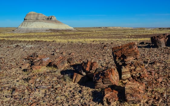 The trunks of petrified trees, multi-colored crystals of minerals. Petrified Forest National Park, Arizona