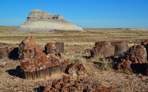 The trunks of petrified trees, multi-colored crystals of minerals. Petrified Forest National Park, Arizona