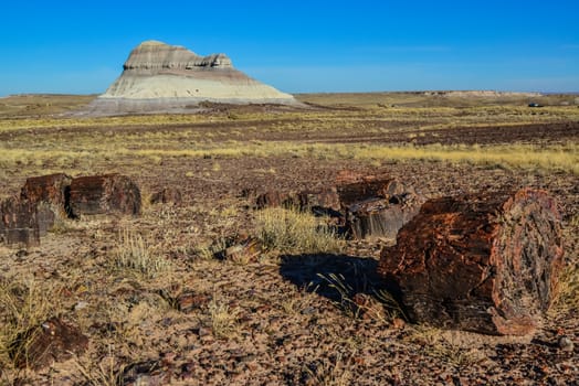 The trunks of petrified trees, multi-colored crystals of minerals. Petrified Forest National Park, Arizona