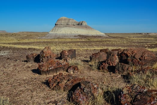 The trunks of petrified trees, multi-colored crystals of minerals. Petrified Forest National Park, Arizona