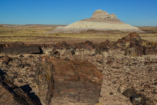 The trunks of petrified trees, multi-colored crystals of minerals. Petrified Forest National Park, Arizona