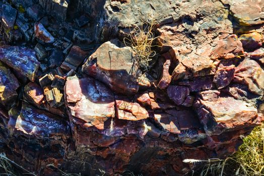 The trunks of petrified trees, multi-colored crystals of minerals. Petrified Forest National Park, Arizona