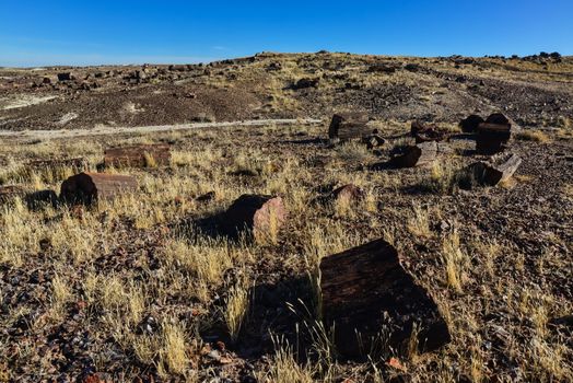 The trunks of petrified trees, multi-colored crystals of minerals. Petrified Forest National Park, Arizona