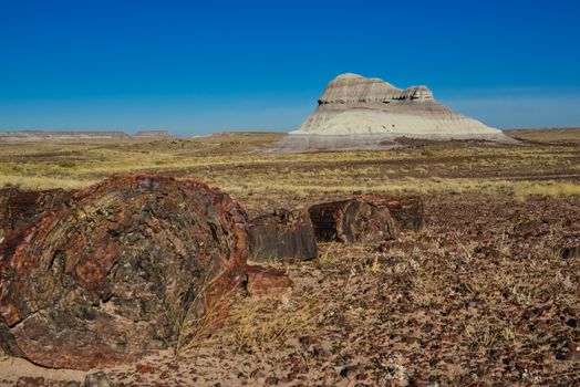 The trunks of petrified trees, multi-colored crystals of minerals. Petrified Forest National Park, Arizona