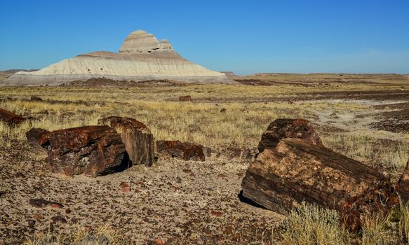 The trunks of petrified trees, multi-colored crystals of minerals. Petrified Forest National Park, Arizona