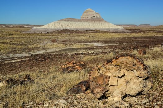 The trunks of petrified trees, multi-colored crystals of minerals. Petrified Forest National Park, Arizona