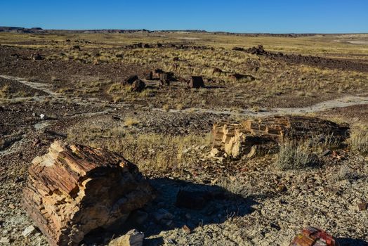 The trunks of petrified trees, multi-colored crystals of minerals. Petrified Forest National Park, Arizona