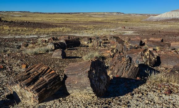 The trunks of petrified trees, multi-colored crystals of minerals. Petrified Forest National Park, Arizona