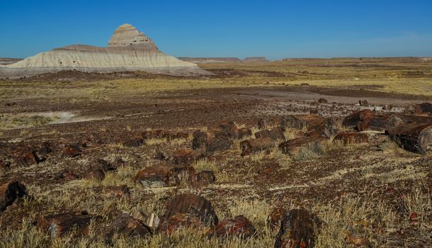 The trunks of petrified trees, multi-colored crystals of minerals. Petrified Forest National Park, Arizona