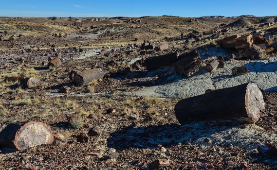 The trunks of petrified trees, multi-colored crystals of minerals. Petrified Forest National Park, Arizona