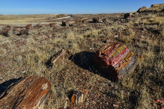 The trunks of petrified trees, multi-colored crystals of minerals. Petrified Forest National Park, Arizona