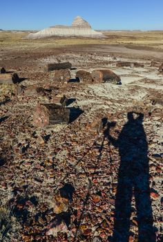 Placers of colored pieces of petrified sequoia trees, Petrified Forest National Park, Arizona