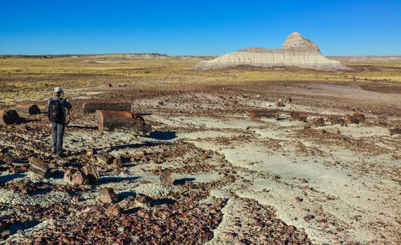 USA, ARIZONA- NOVEMBER 18, 2019:  The trunks of petrified trees, multi-colored crystals of minerals. Petrified Forest National Park, Arizona