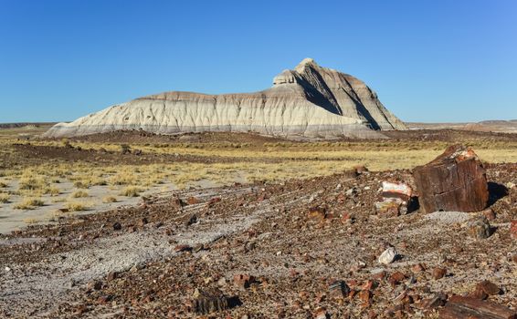 The trunks of petrified trees, multi-colored crystals of minerals. Petrified Forest National Park, Arizona