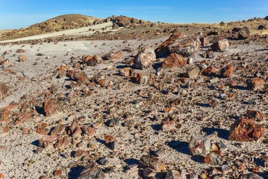 The trunks of petrified trees, multi-colored crystals of minerals. Petrified Forest National Park, Arizona