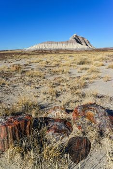 The trunks of petrified trees, multi-colored crystals of minerals. Petrified Forest National Park, Arizona