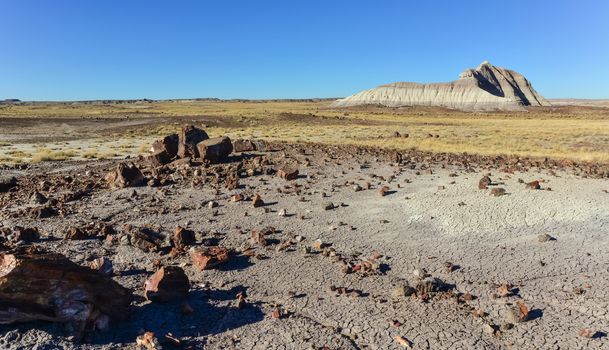 The trunks of petrified trees, multi-colored crystals of minerals. Petrified Forest National Park, Arizona