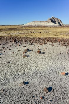 The trunks of petrified trees, multi-colored crystals of minerals. Petrified Forest National Park, Arizona