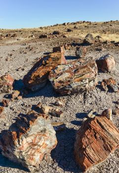 The trunks of petrified trees, multi-colored crystals of minerals. Petrified Forest National Park, Arizona