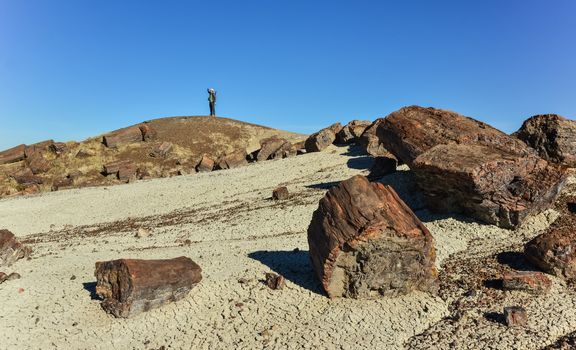 USA, ARIZONA- NOVEMBER 18, 2019:  The trunks of petrified trees, multi-colored crystals of minerals. Petrified Forest National Park, Arizona