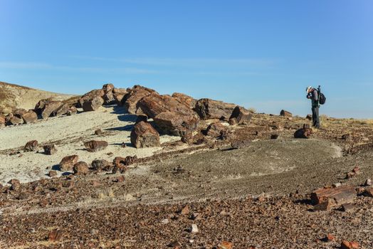 USA, ARIZONA- NOVEMBER 18, 2019:  The trunks of petrified trees, multi-colored crystals of minerals. Petrified Forest National Park, Arizona