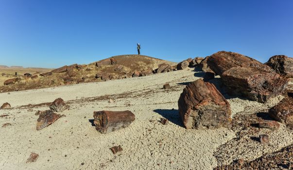 USA, ARIZONA- NOVEMBER 18, 2019:  The trunks of petrified trees, multi-colored crystals of minerals. Petrified Forest National Park, Arizona