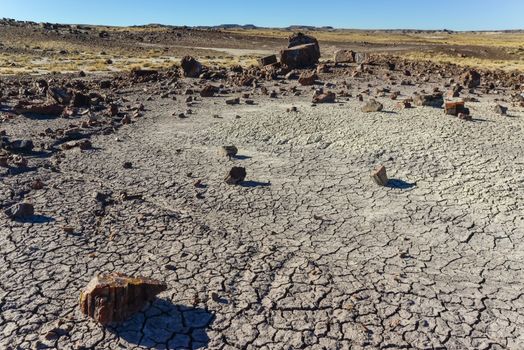 The trunks of petrified trees, multi-colored crystals of minerals. Petrified Forest National Park, Arizona