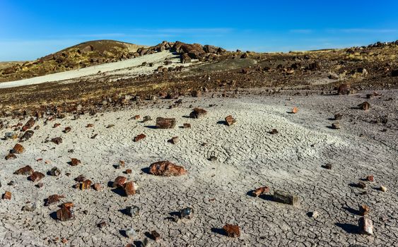 The trunks of petrified trees, multi-colored crystals of minerals. Petrified Forest National Park, Arizona