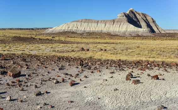 The trunks of petrified trees, multi-colored crystals of minerals. Petrified Forest National Park, Arizona