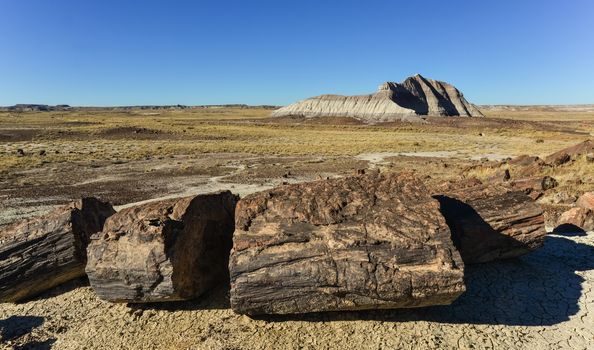 The trunks of petrified trees, multi-colored crystals of minerals. Petrified Forest National Park, Arizona