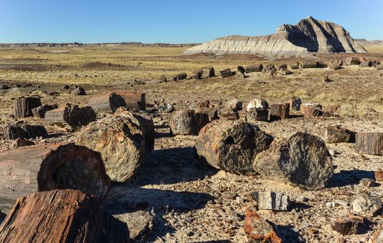 The trunks of petrified trees, multi-colored crystals of minerals. Petrified Forest National Park, Arizona