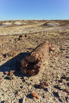 The trunks of petrified trees, multi-colored crystals of minerals. Petrified Forest National Park, Arizona