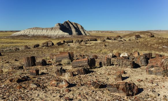 The trunks of petrified trees, multi-colored crystals of minerals. Petrified Forest National Park, Arizona