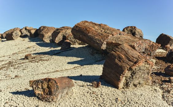 The trunks of petrified trees, multi-colored crystals of minerals. Petrified Forest National Park, Arizona