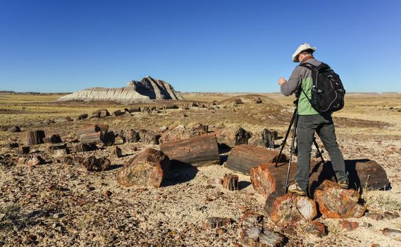 USA, ARIZONA- NOVEMBER 18, 2019:  The trunks of petrified trees, multi-colored crystals of minerals. Petrified Forest National Park, Arizona