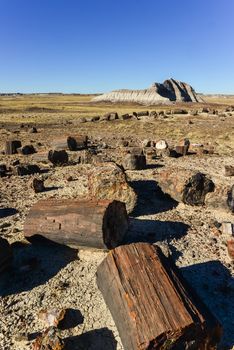 The trunks of petrified trees, multi-colored crystals of minerals. Petrified Forest National Park, Arizona