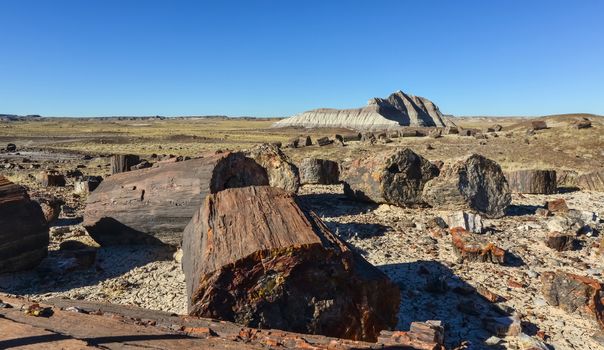 The trunks of petrified trees, multi-colored crystals of minerals. Petrified Forest National Park, Arizona