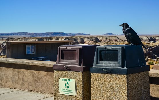 USA, ARIZONA- NOVEMBER 18, 2019:  Common Raven on a wall in Arizona's Petrified Forest National Park, AZ