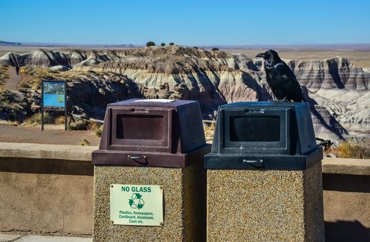 USA, ARIZONA- NOVEMBER 18, 2019:  Common Raven on a wall in Arizona's Petrified Forest National Park, AZ