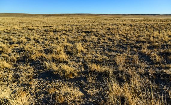 Dry grass glows in the rays of the setting sun in a desert area around Phoenix, Arizona