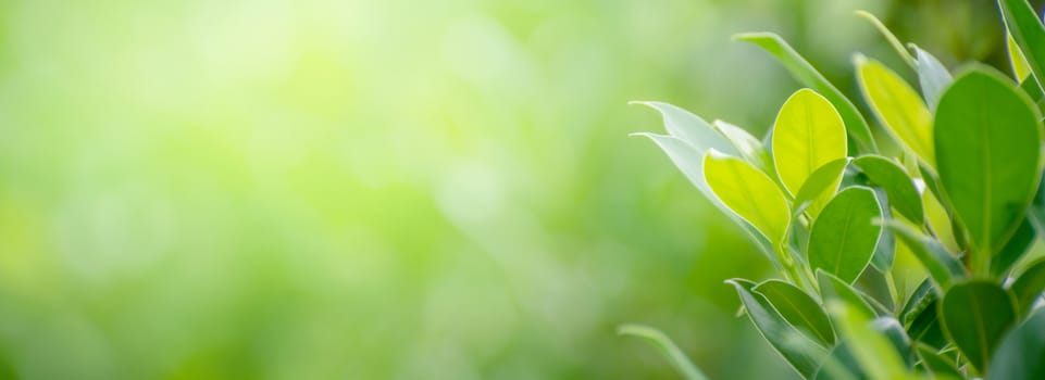 Leaf background bokeh blur green background