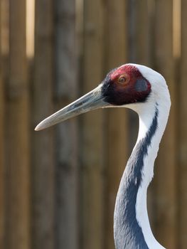 Portrait of red-crowned crane also called the Manchurian crane or Japanese crane, east asian large bird