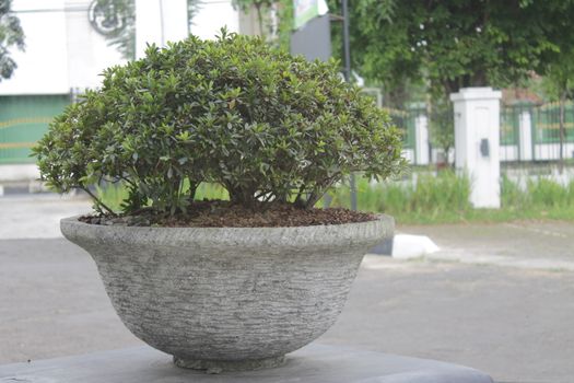 outdoor green ornamental plants